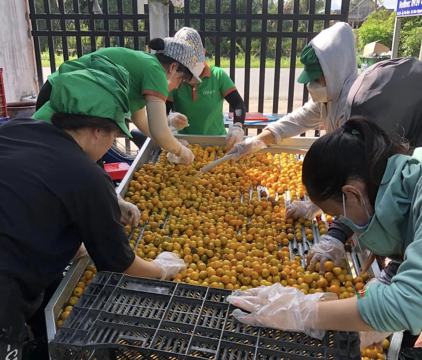 Оптовая продажа вьетнамские свежие фрукты Kumquat большое разнообразие эфирных масел от лучшего поставщика