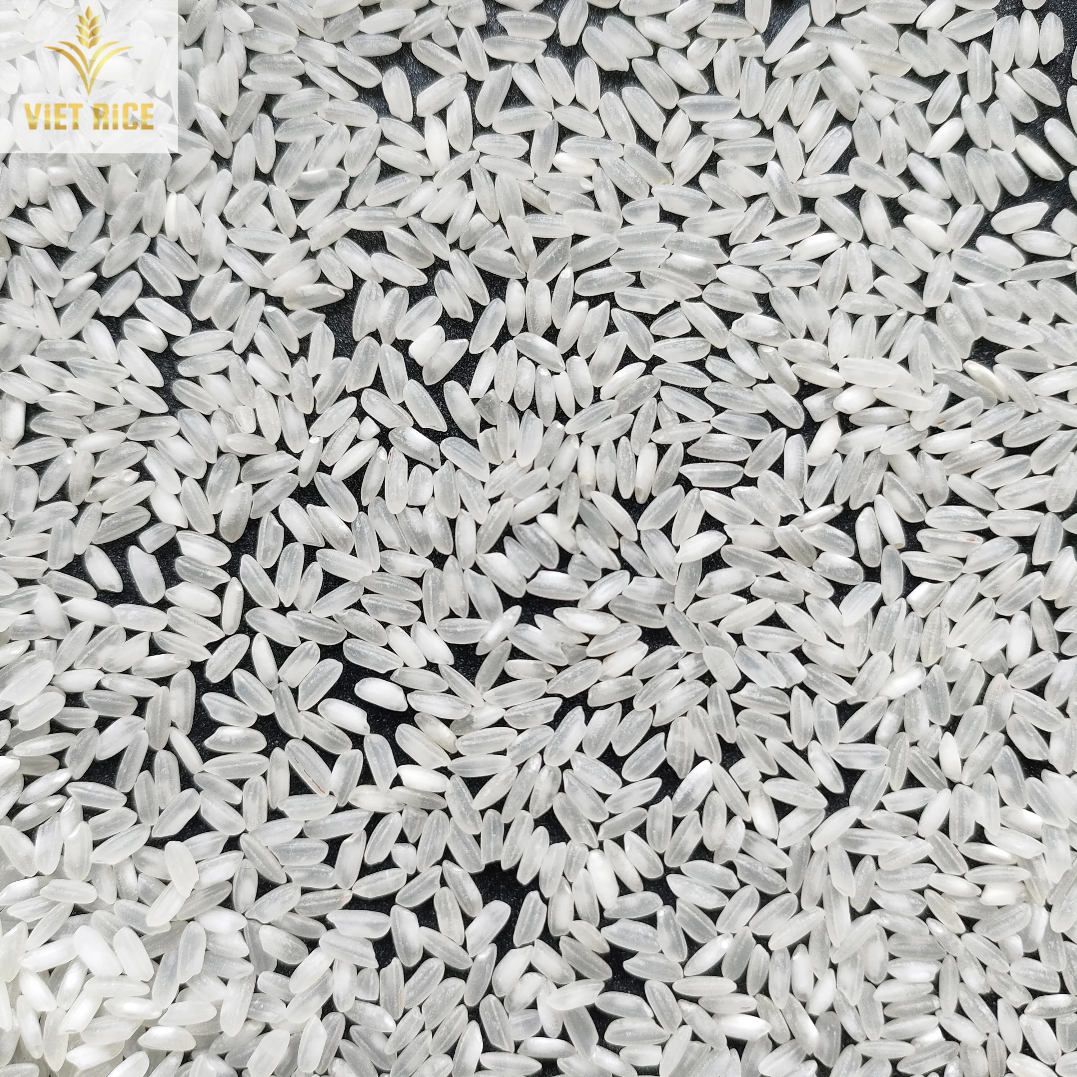 Egyptian Camolino Riz 5% broken high quality medium grain white rice supplied from VietRice -  a rice exporter from Vietnam