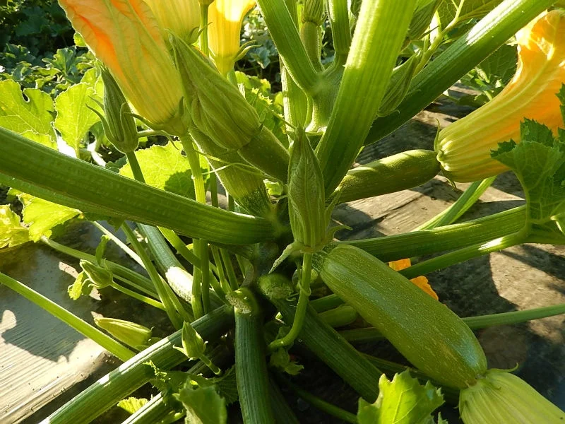 
Squash Hybrid King F1 Seeds 