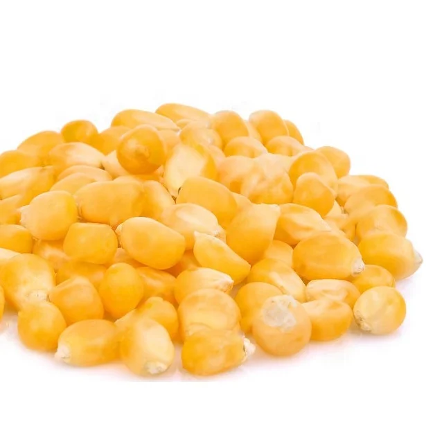 Thailand -Top Selling Non GMO Yellow Maize/Corn Cheap Price