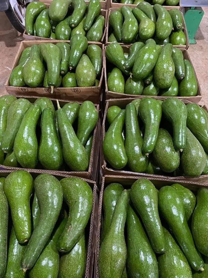 
EXPORTING FRESH 034 VARIETY FROM VIETNAM 