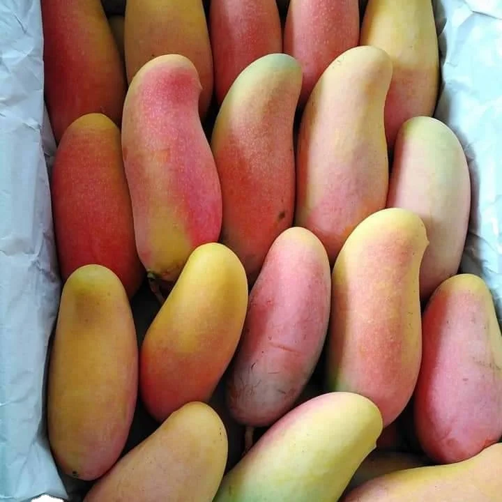 Сладкий тайский фрукт манго премиум-класса mahachanok