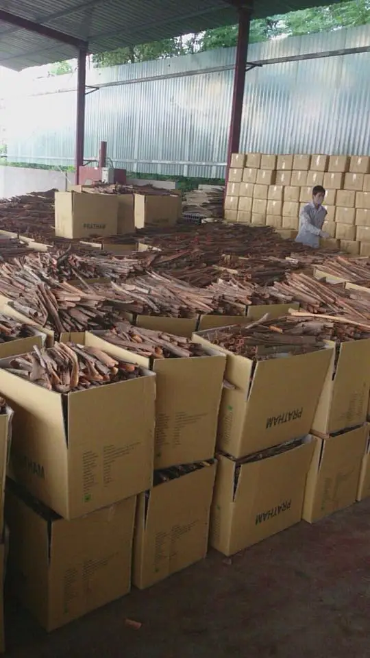 Завод Cassia поставка оптовая цена специи высокого качества горячий продукт разделенная Кассия 2022 Вьетнам