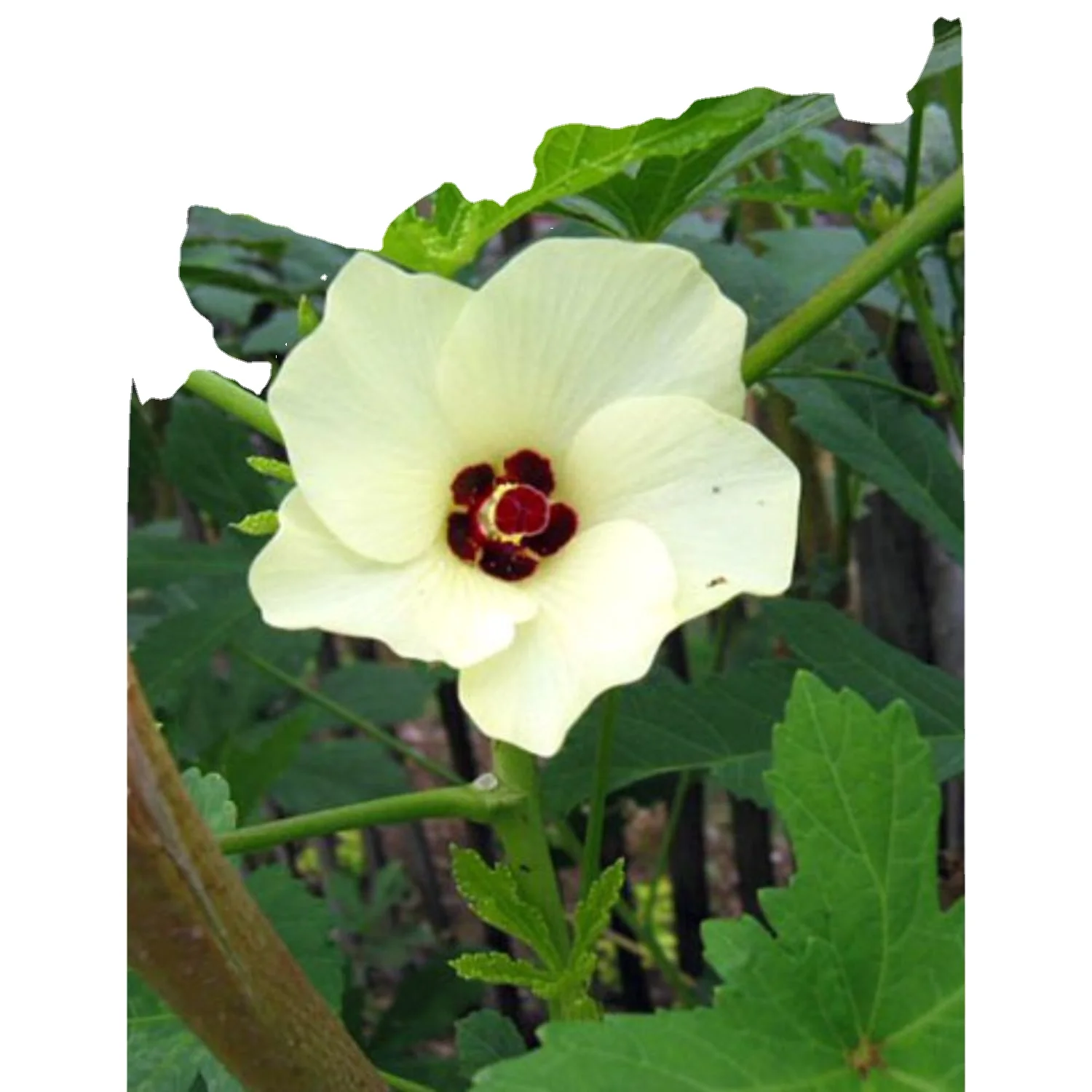 Okra Pusa Sawani shipment By Air cargo