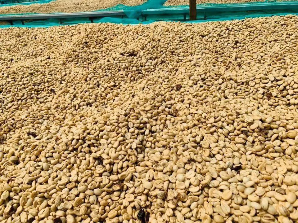 Лидер продаж вьетнамские робуста Арабика зеленые кофейные бобы целые жареные конкурентоспособная цена готовый импортный мешок