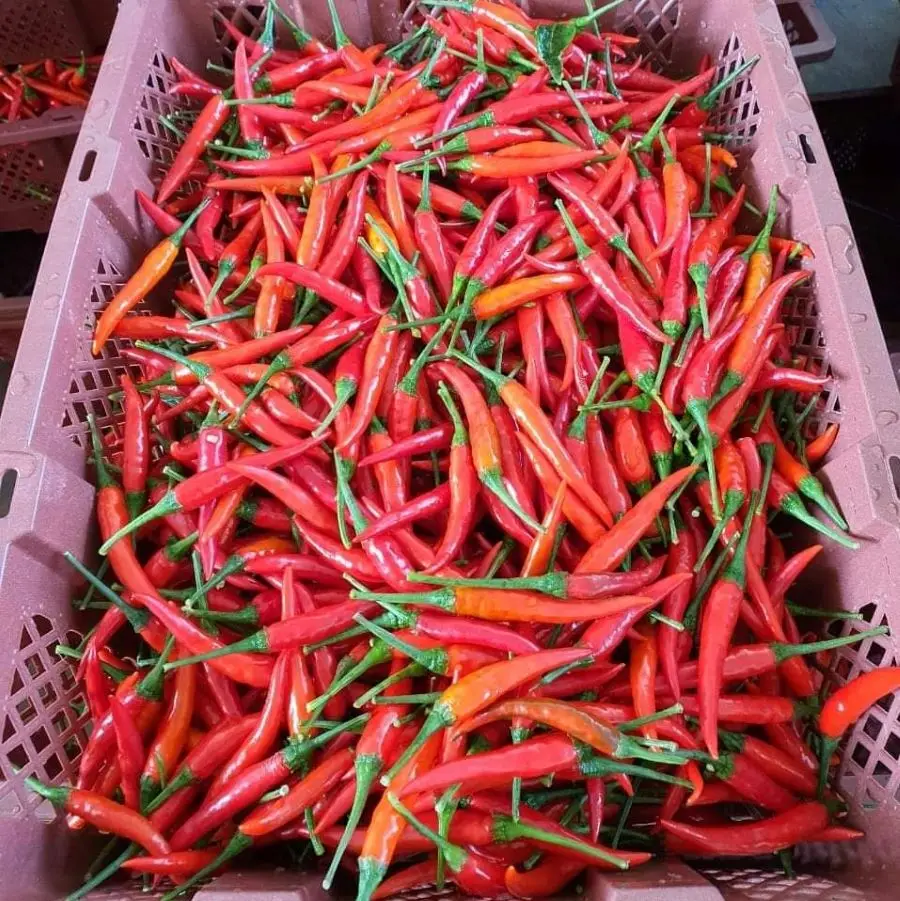 Natural Chilli Big Chili Pepper High quality Wholesale Dried Red Chili For Seasoning From Vietnam