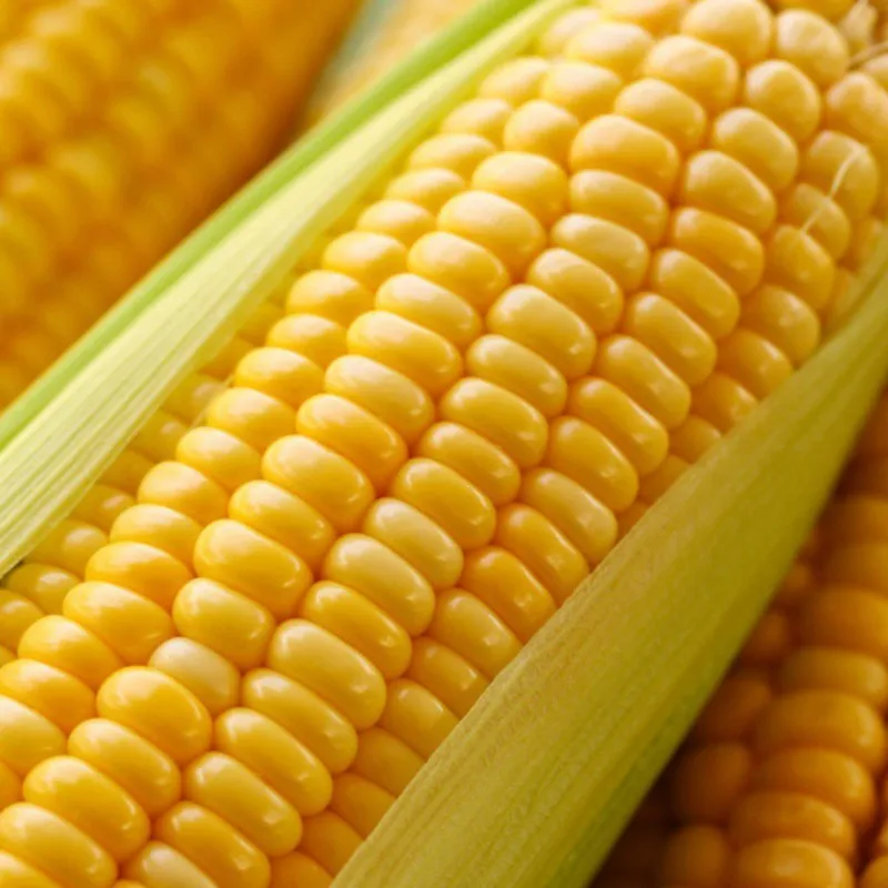 Корм для животных/корм крупного рогатого скота Желтая Кукуруза/кукуруза