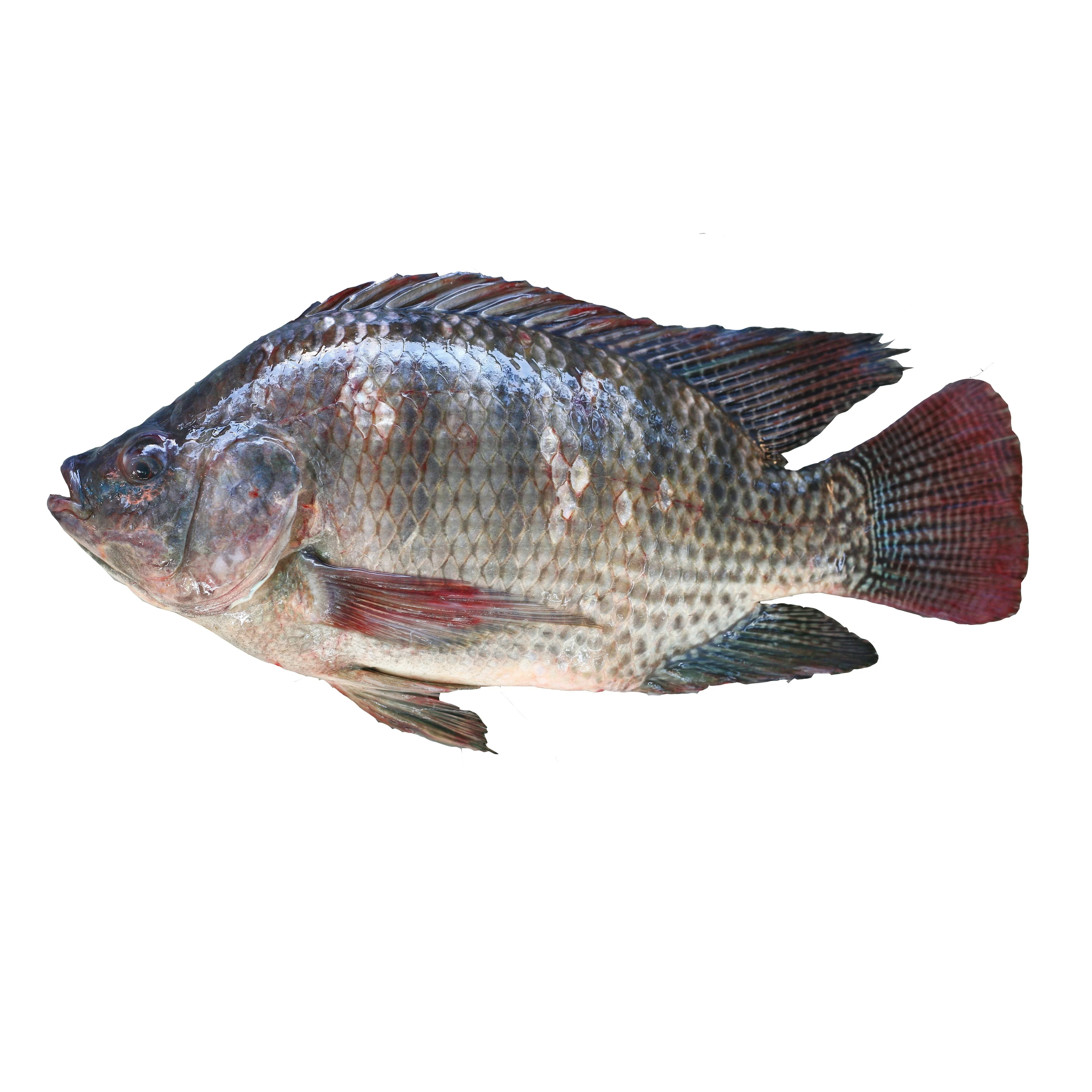 Tilapia Fresh Best Quality Country of Origin Bangladesh Net Weight Custom Packing Size 300-7000gm Shipping by Air
