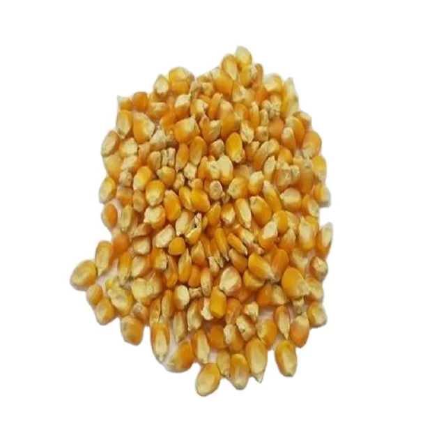Dried Yellow Corn For Animal Feed in High quality ready for sale from India