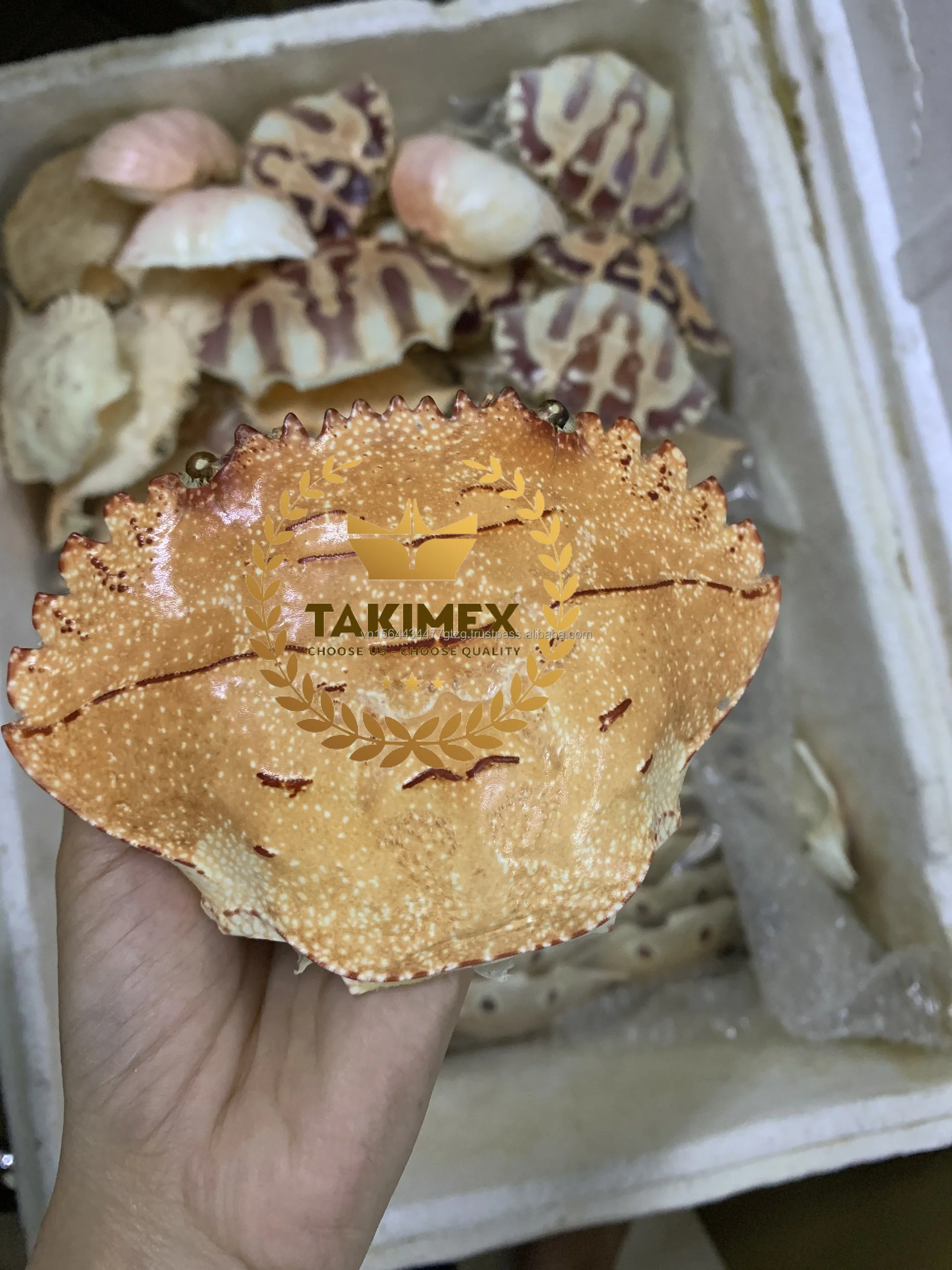 100% вьетнамского происхождения сушеная ракушка для Карба Морская поделок экспорт морской ракушки лучшее качество экспорта