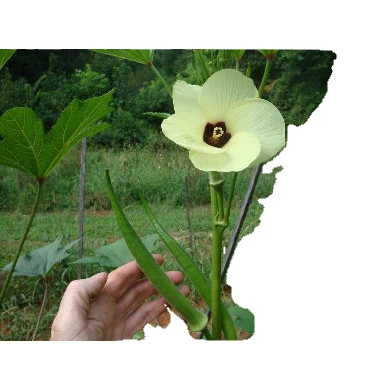 99% Purity for Okra / Okro for for consumption verity Okra Clemson Spineless (Op) Verity for for consumption