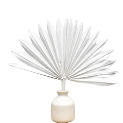 Decorative Dried Sun Dried Fan Palm Spear Sun Palm Leaves for Home Wedding Flower Decoration