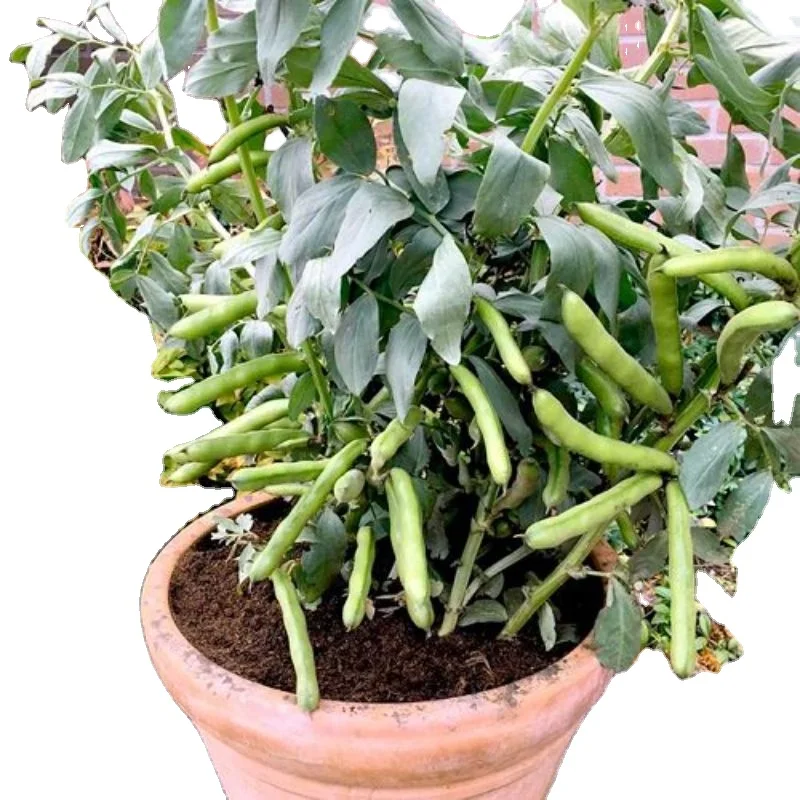 Индийские бобы, свежие овощи, Лидер продаж