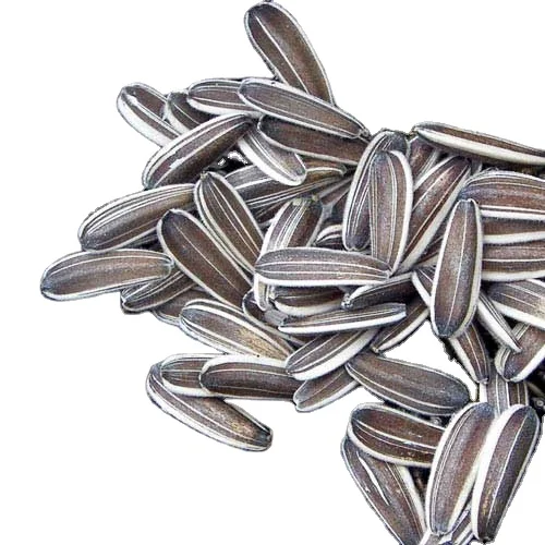 High quality wholesale supplier of sunflower seeds from India