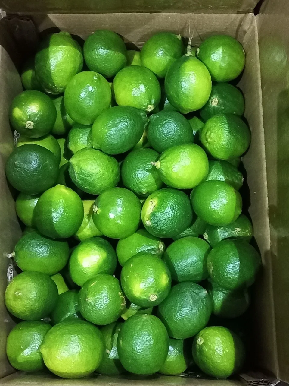 Wholesale Fresh Lime/Lemon Seedless In Viet Nam Sour Taste -- HP 0084 917 476 477