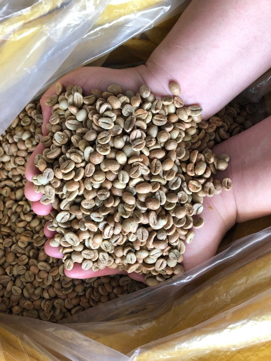  Высокое качество новый сезон 2021 Arabica Mang Lin Wet S16 + вьетнамская ферма кофейных зерен