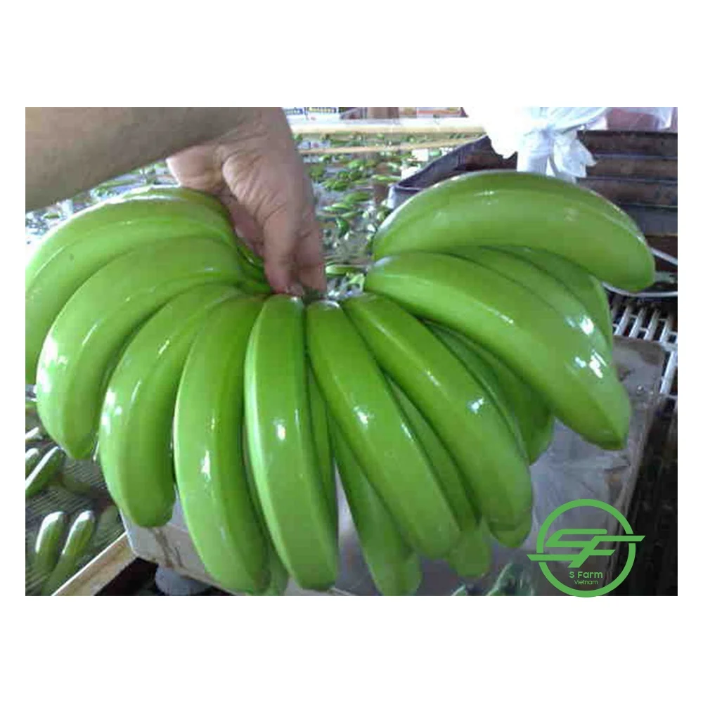 Упаковочные коробки новая цена 2021 свежий банан Cavendish из Вьетнама
