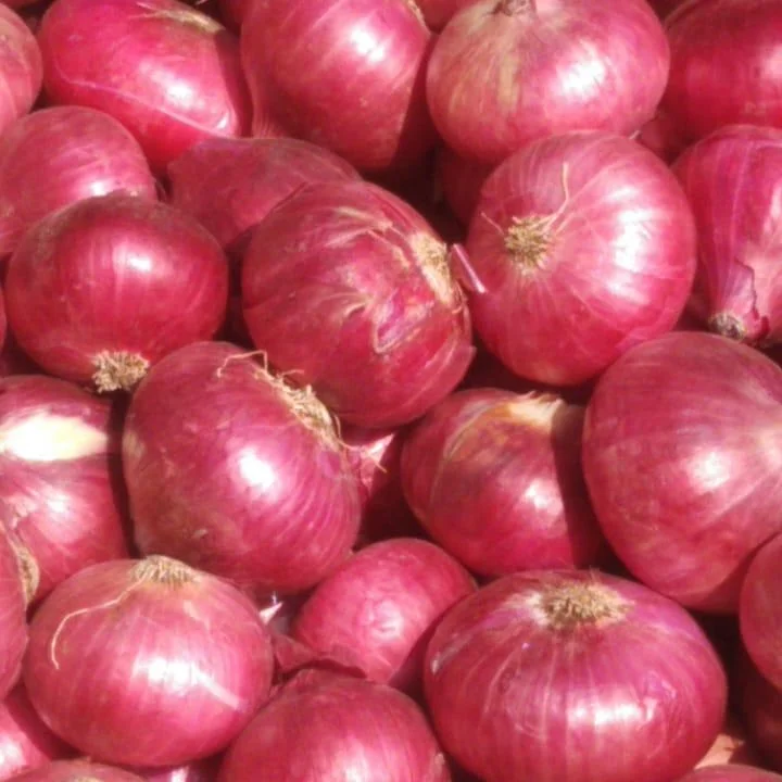 Indian Best Quality Onion