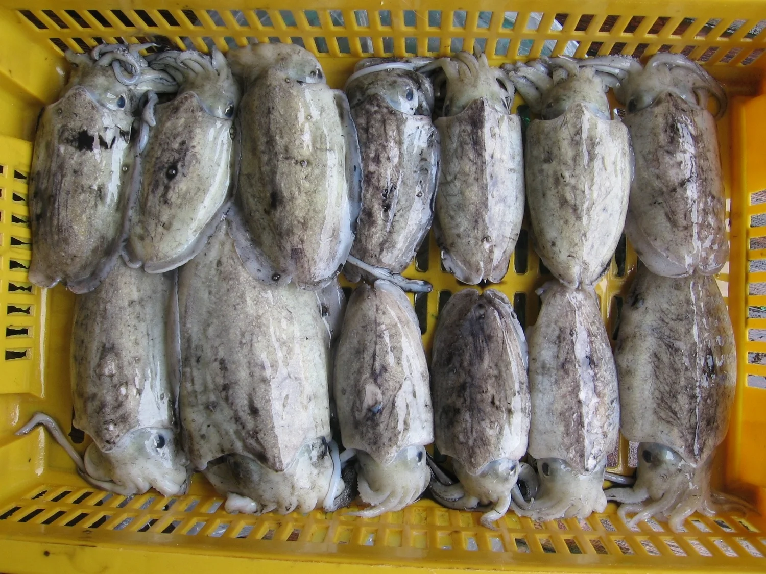 Top Quality Frozen Whole Round Fresh Cuttlefish With Block Freezing No Soaking