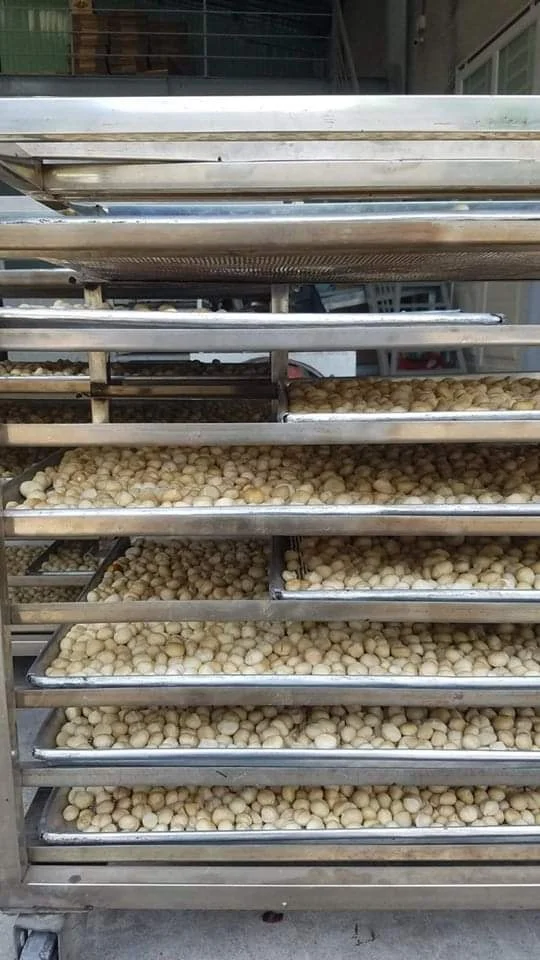 TOP EXPORT 2024 MACADAMIA NUT BEST PRICE PREMIUM QUALITY