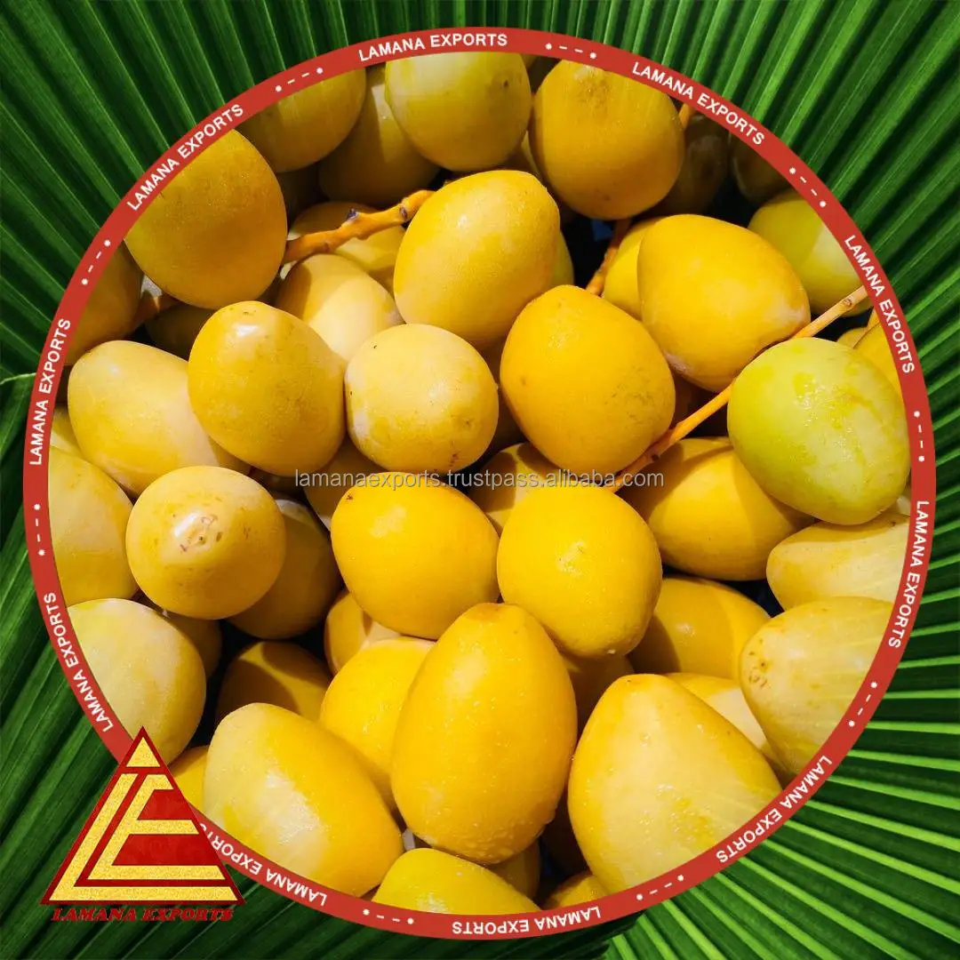 
Indian Premium Quality Exotic Barhe Dates / Yellow Palm Dates / Date Fruit 
