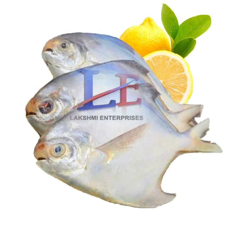 for sell fresh silver pomfret fresh white pomfret fresh Chinese  pomfret pompano from Pakistan