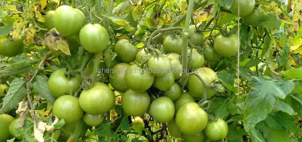 
2021 HYBRID TOMATO SEEDS FOR ALGERIA F1`INDETERMINATE 10 GMS PACKING 