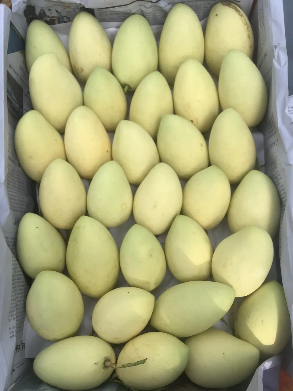 Свежая термообработка Cat Chu Mango (VHT) Vietnam Green +
