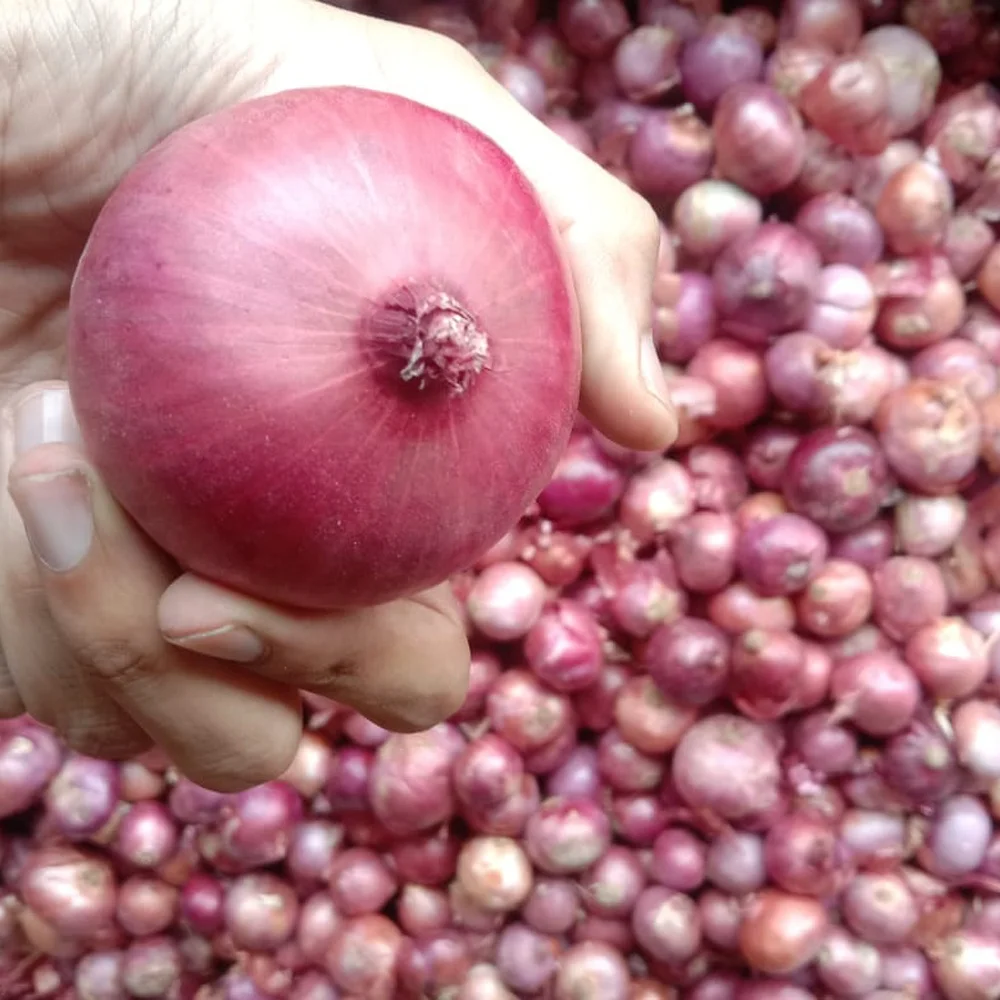 Fresh onion red onions in bulk from