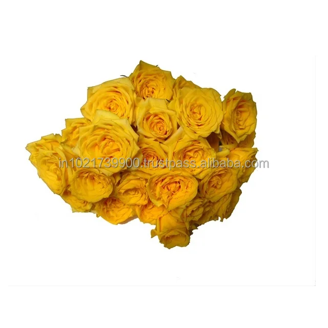 Preserved rose with fresh stem Hot Selling Fresh Stabilized eternal roses Long lasting preserved Yellow Button roses