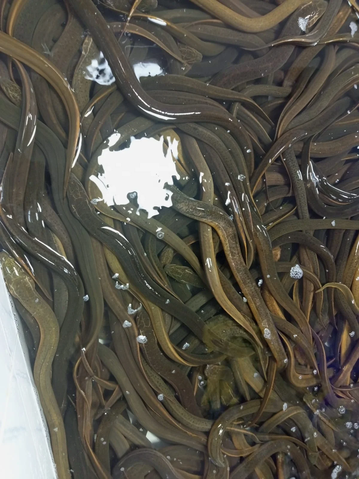 Рыба кошерная объемная стильная упаковка вес полка для угрея оригинальный эхо-тип в форме жизни HACCP живые азиатские болотные рыбы