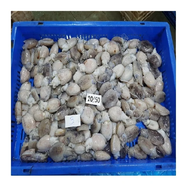 FROZEN CUTTLEFISH WHOLE BQF