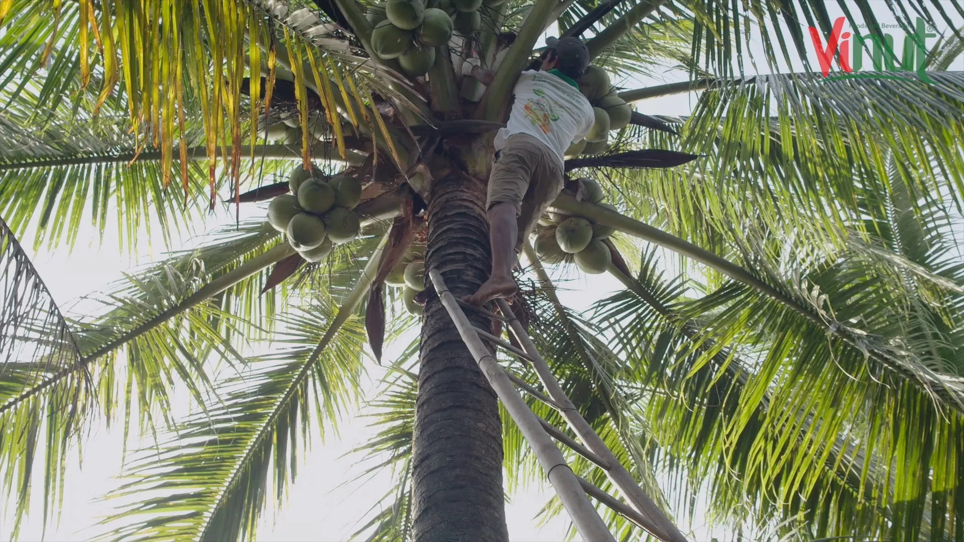 200ml Can (Tinned) Coconut Milk for cooking 12-14% Fat UHT Gluten Free and Vegan Product with Halal