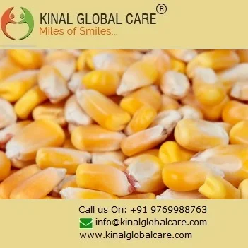 Indian Yellow Maize Crop latest 2022 Stock Available For Export At Wholesale Rate Ready To Ship Quantity
