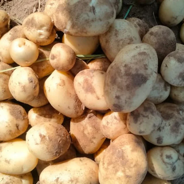 High Quality Fresh Potatoes at Low Cost for Wholesale from India