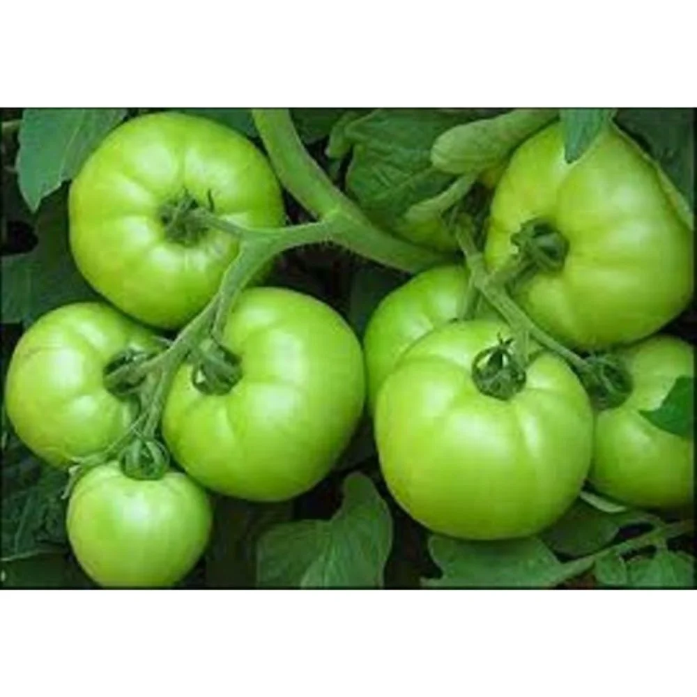 Розовый Красный томат Roma VF OP verity