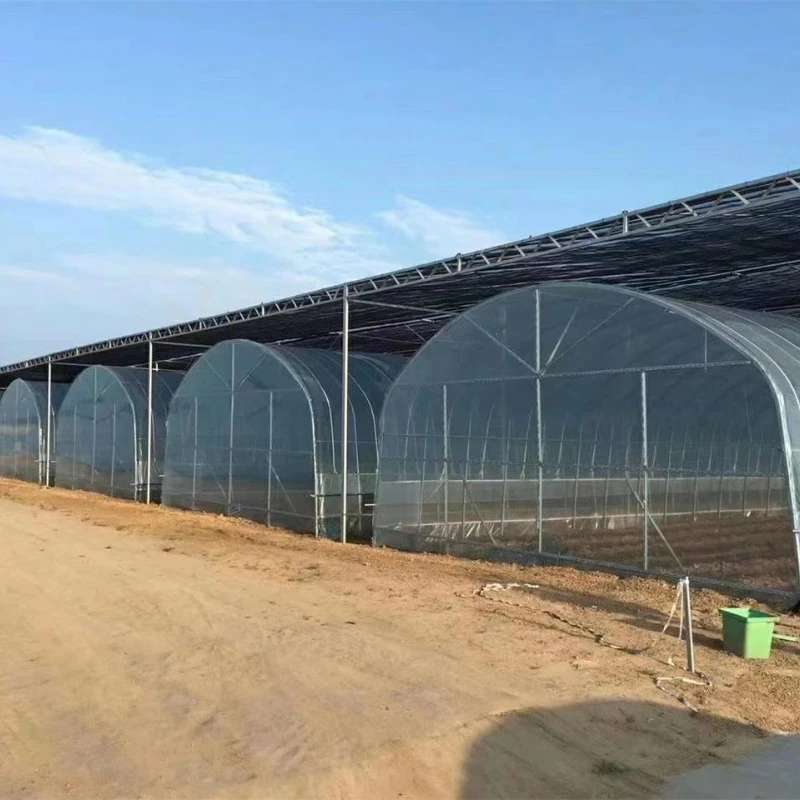 Top Sale Float Ultra White Thin Film Optical Glass Greenhouse for Strawberry/Tomato/Cucumber with Hrauponics System/Fan Boiler