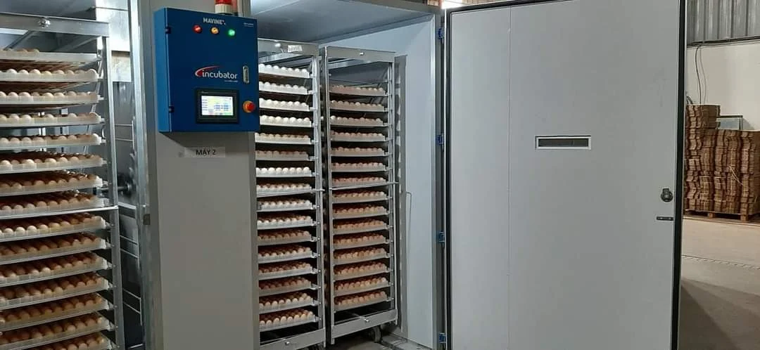 Industrial Egg Incubator Large Capacity  from Vietnam Manufacturer Top Sale Incubator 500 Eggs Hatching Machine