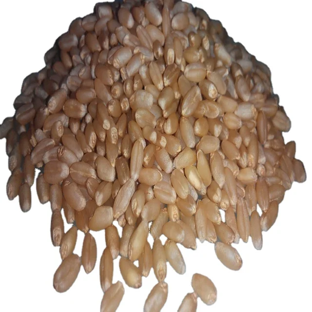 Wheat for Sale / Wheat Price Milling Wheat Sorted Quality