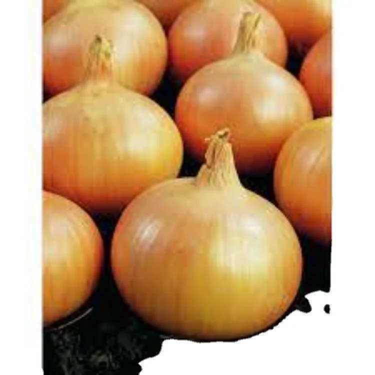 Bombay Golden OnionBest Price for Quality Fresh  for Fresh Vegetables Golden Onion Onion Bombay Golden OnionExporters from india