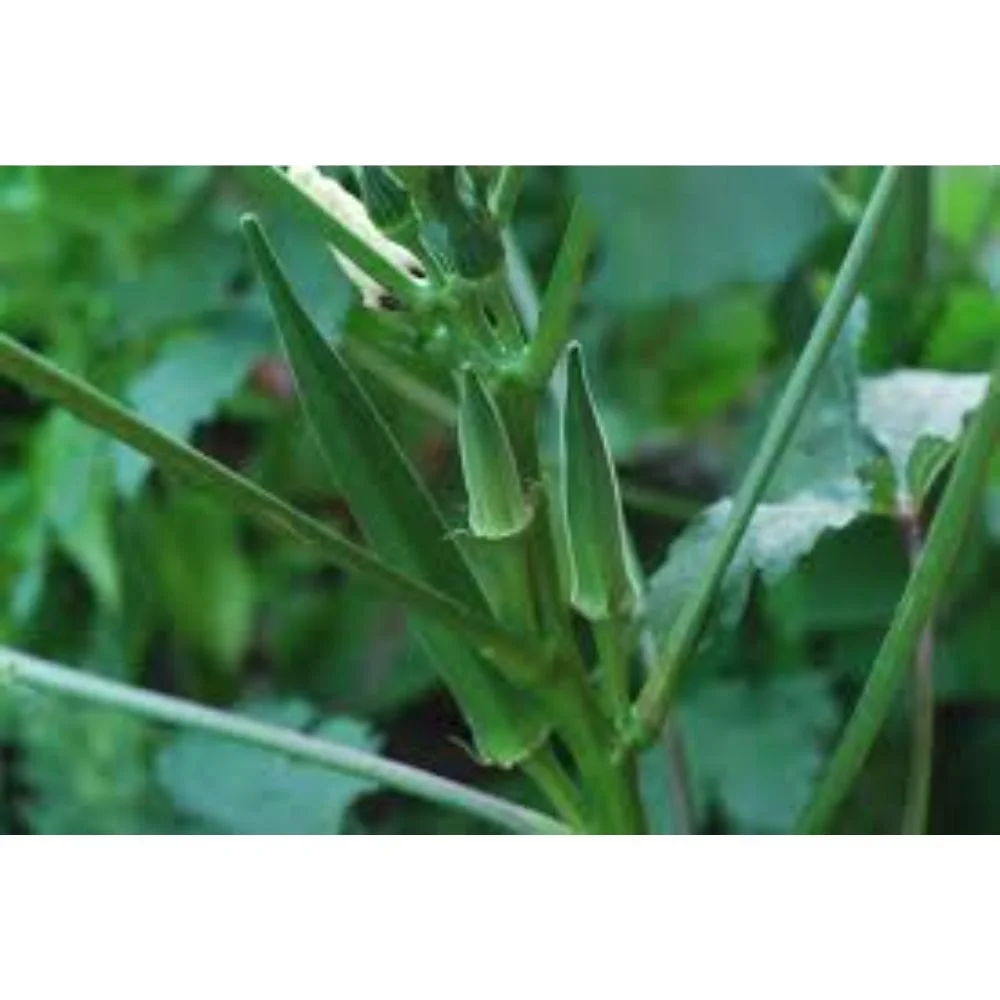 Компания-производитель Okra