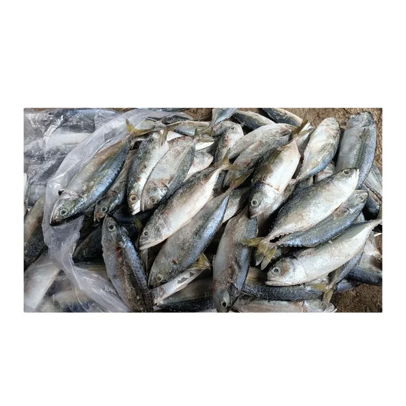 High Quality Natural Frozen Fish Mackerel Exporters Cheap Price from Indonesia