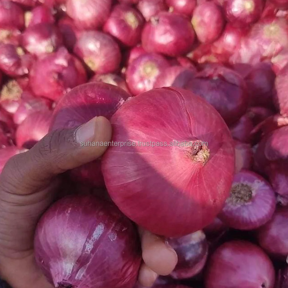 Onion_Pic_2.png