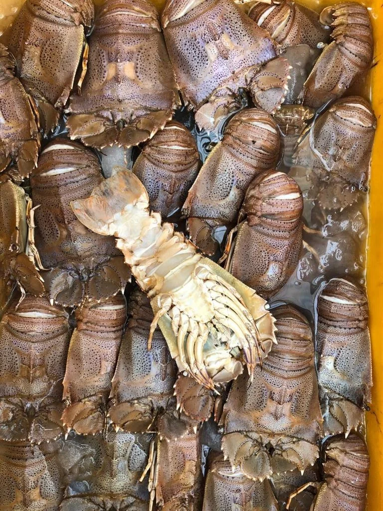 TOP QUALITY FROZEN SAND LOBSTER FROM INDIA
