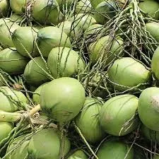 High quality Frozen young coconut meat Tropical Fruit in Viet Nam