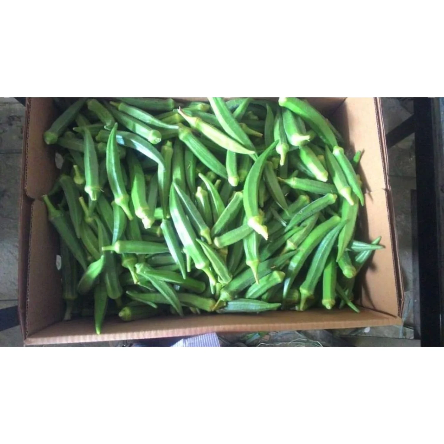 Best Price for Okra Pusa Sawani / Okro export in tin / can packing