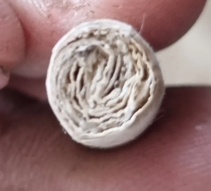 OEM Cordia и Tendu скрученные листья всех размеров King Queen Rollies filterd Предварительно скрученные конусы tendu для США размер 54 мм