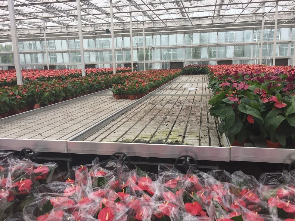 2021 Тепличный поднос для выращивания растений