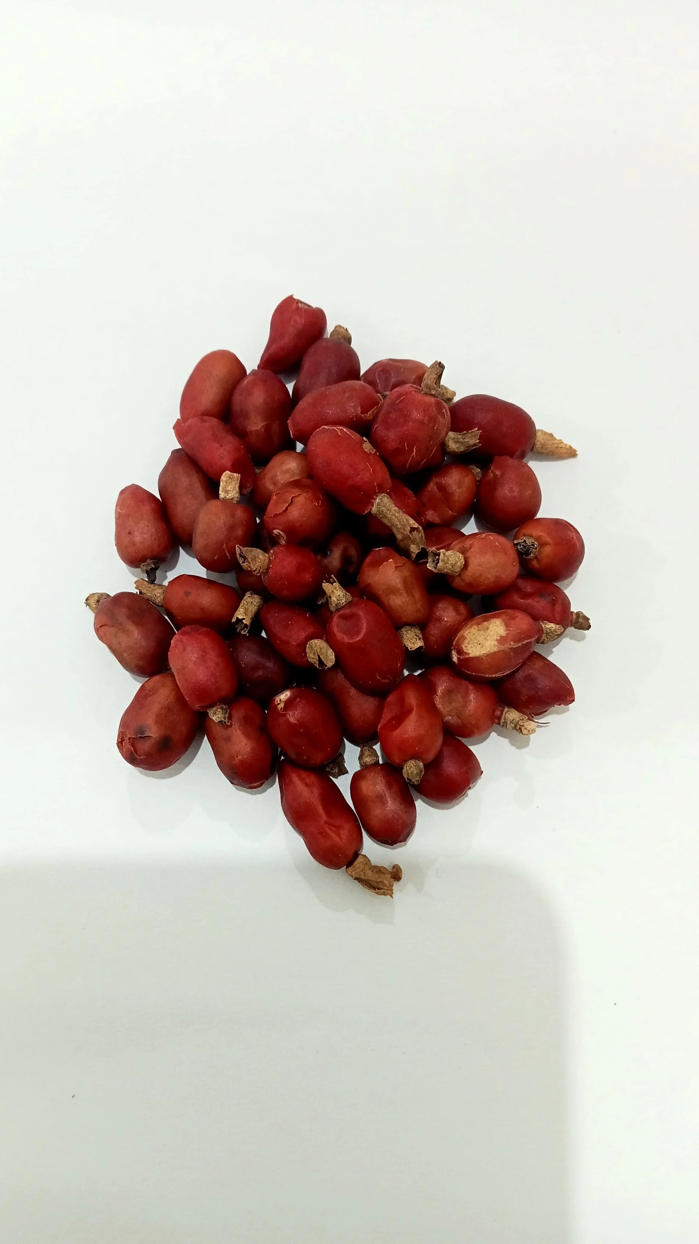 ALPINIA GALANGAL SEED