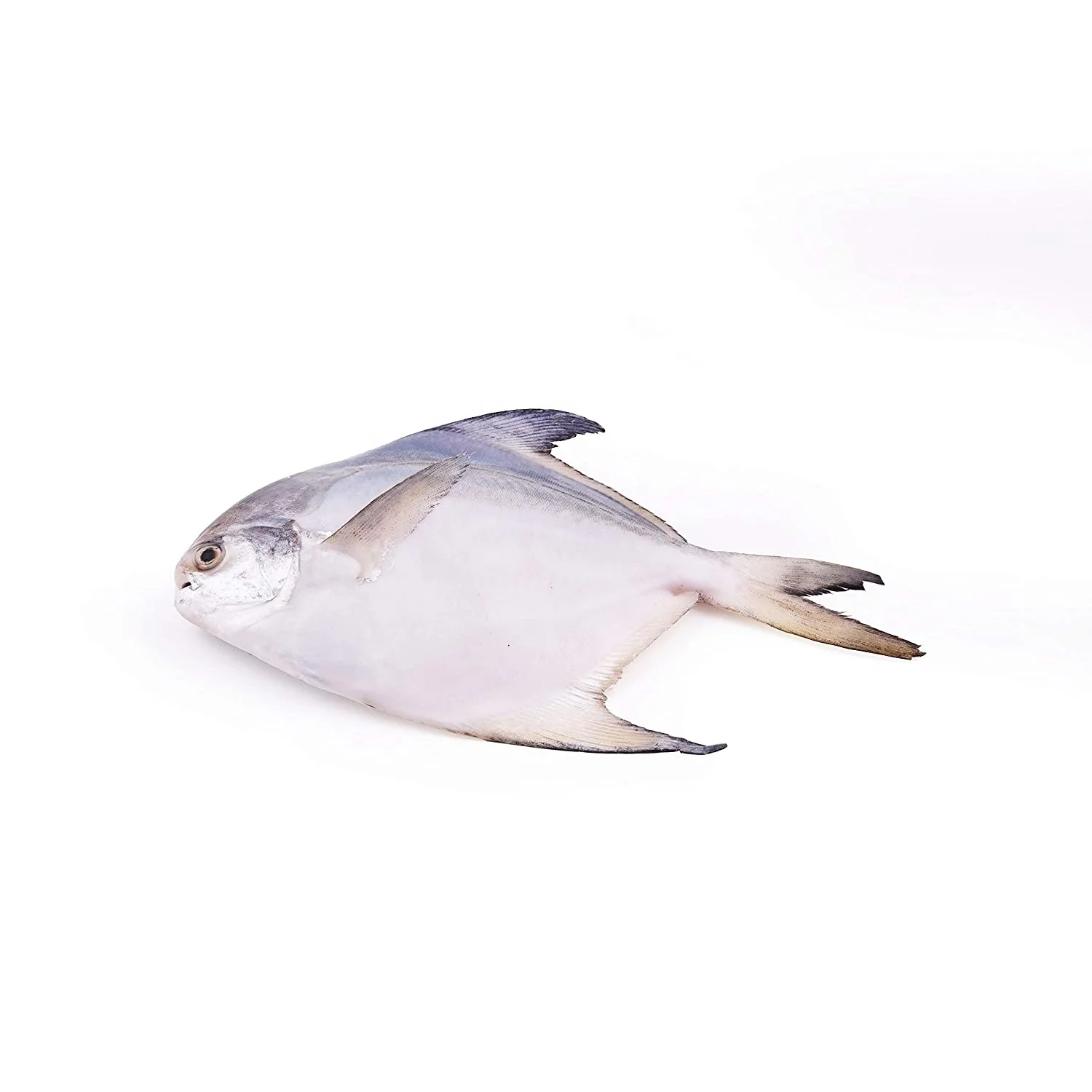 Форт «Холодное сердце» Золотой брама рыб форт Pomfret